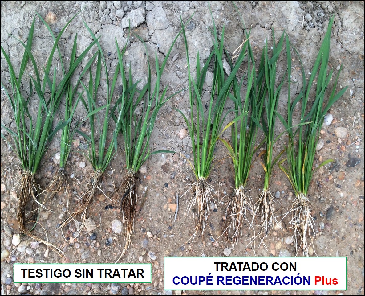 Comparación de las plantas de arroz tratados con COUPE REGENERACION PLUS frente a Testigo